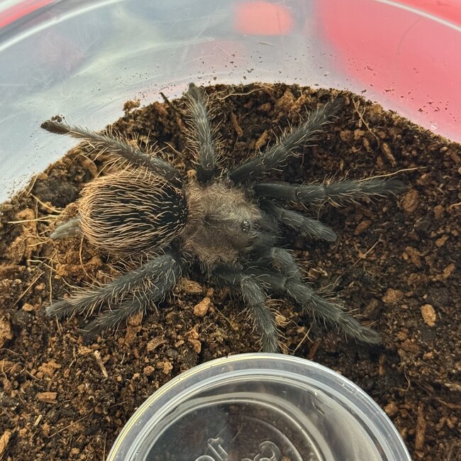 Coyuca Red & Gold, Aphonopelma sp. Coyuca Tarantula