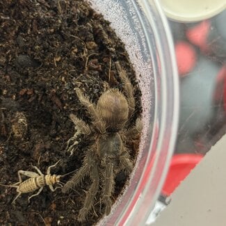 Dwarf Brazilian Rock Tarantula, Guyruita cerrado 2” Female Tarantula