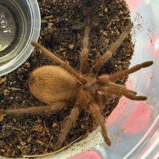 Citharacanthus cyaneus 2.5”, Costa Rican Blue Front Tarantula