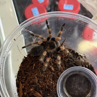 Brachypelma smithi Female 'Mexican Red Knee' 2.5"