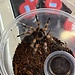 Brachypelma smithi Female 'Mexican Red Knee' 2.5"