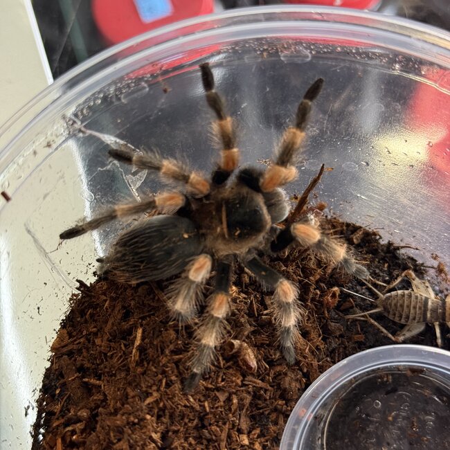 Brachypelma smithi Female 'Mexican Red Knee' 2.5"