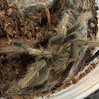 Vietnam Smoky Grey Earth Tiger 2.5" Chilobrachys dyscolus "Black"