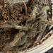 Vietnam Smoky Grey Earth Tiger 2.5" Chilobrachys dyscolus "Black"