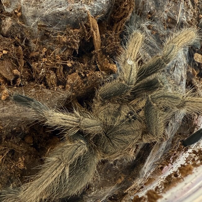 Vietnam Smoky Grey Earth Tiger 2.5" Chilobrachys dyscolus "Black"