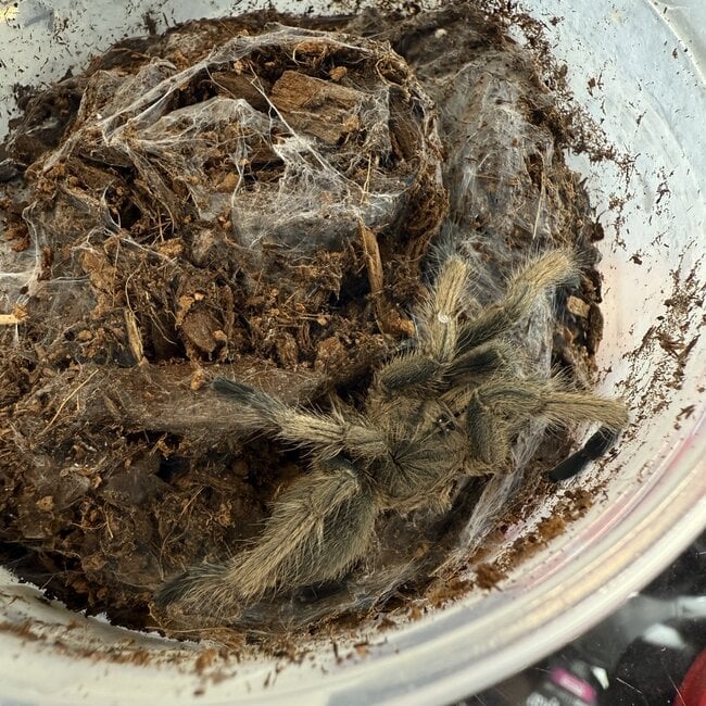 Vietnam Smoky Grey Earth Tiger 2.5" Chilobrachys dyscolus "Black"