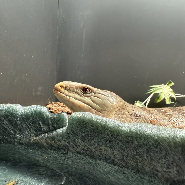 Surrender Blue Tongue Skink Adult 'SP'