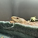 Blue Tongue Skink Adult 'SP'