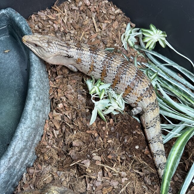 Blue Tongue Skink Adult 'SP'