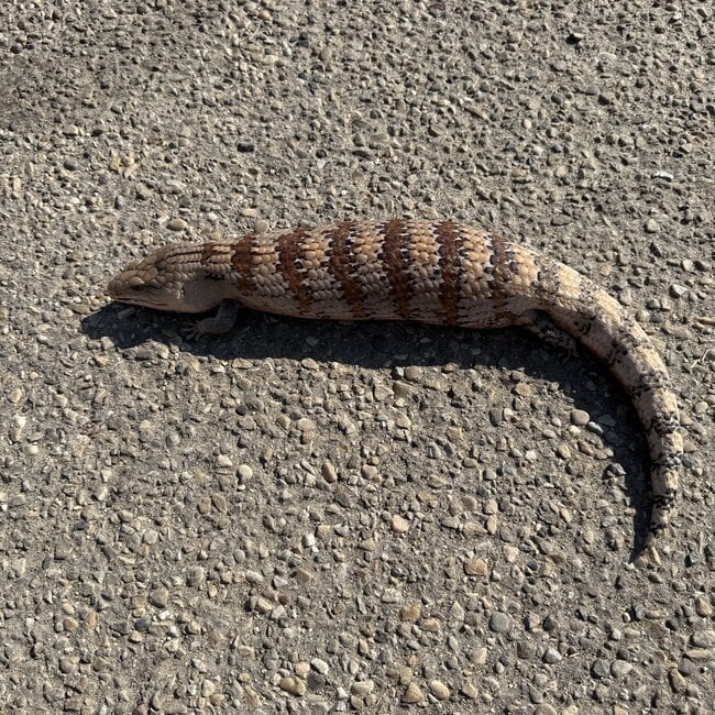 Blue Tongue Skink Adult 'SP'