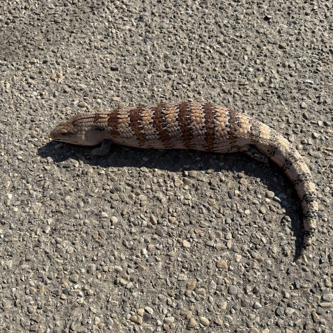 Surrender Blue Tongue Skink Adult 'SP'