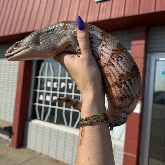 Surrender Blue Tongue Skink Adult 'SP'