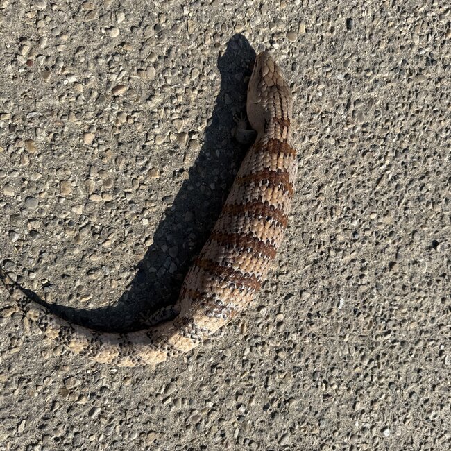 Surrender Blue Tongue Skink Adult 'SP'