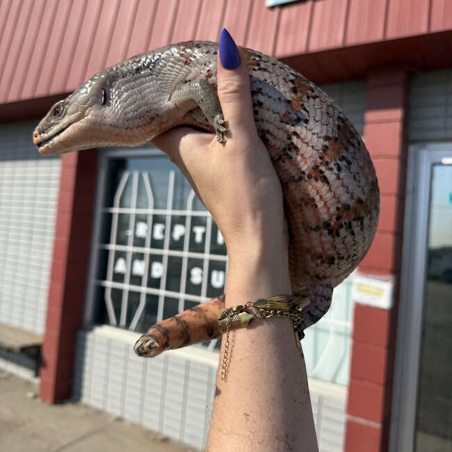 Blue Tongue Skink Adult 'SP'