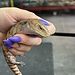 Northern Blue Tongue Skink CB
