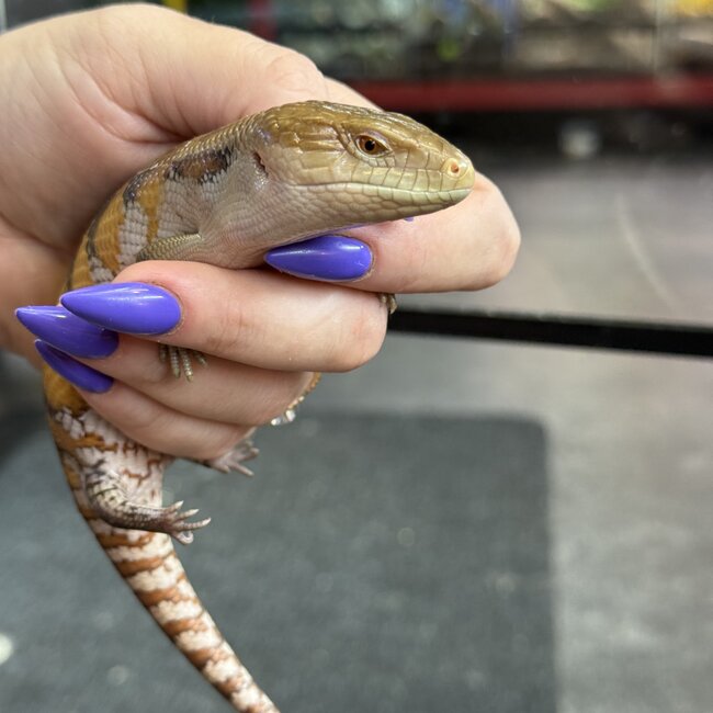 Northern Blue Tongue Skink CB
