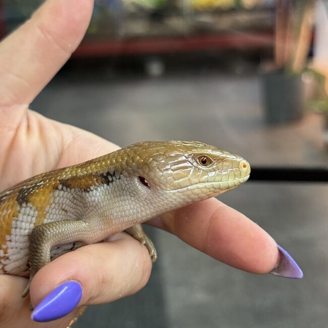 Northern Blue Tongue Skink CB
