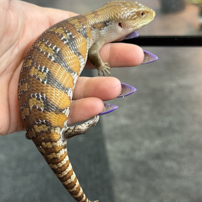 Northern Blue Tongue Skink CB