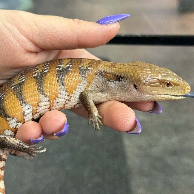 Northern Blue Tongue Skink CB