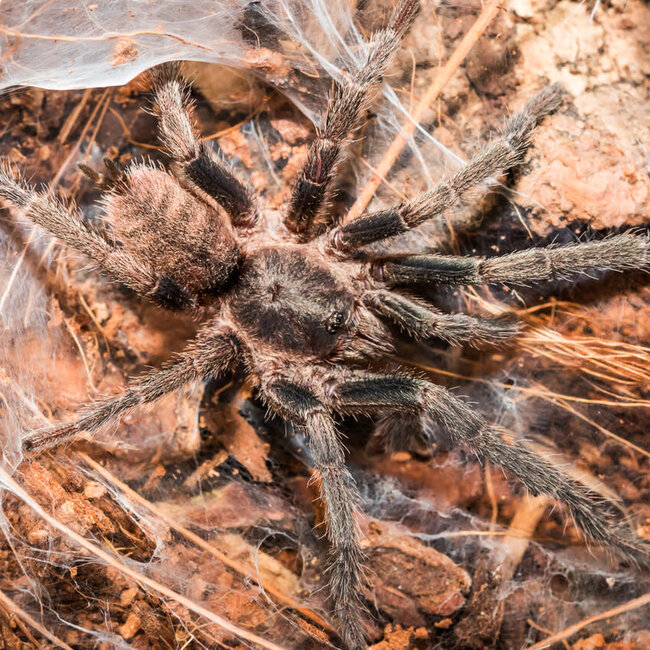 Dwarf Brazilian Rock Tarantula, Guyruita cerrado 2” Female Tarantula