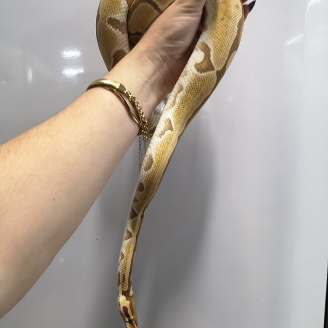 Ultramel Ball Python Female 'SP'