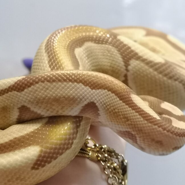 Ultramel Ball Python Female 'SP'