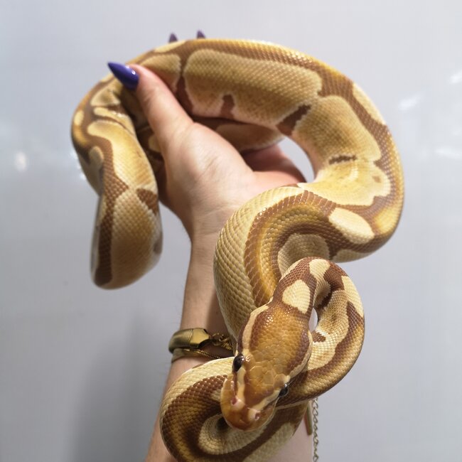 Ultramel Ball Python Female 'SP'