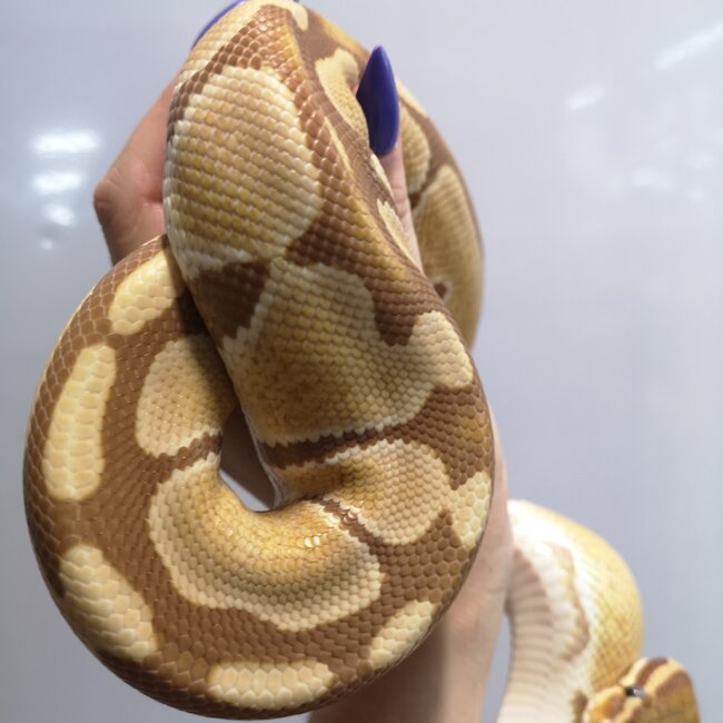 Ultramel Ball Python Female 'SP'