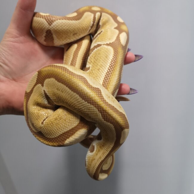 Ultramel Ball Python Female 'SP'
