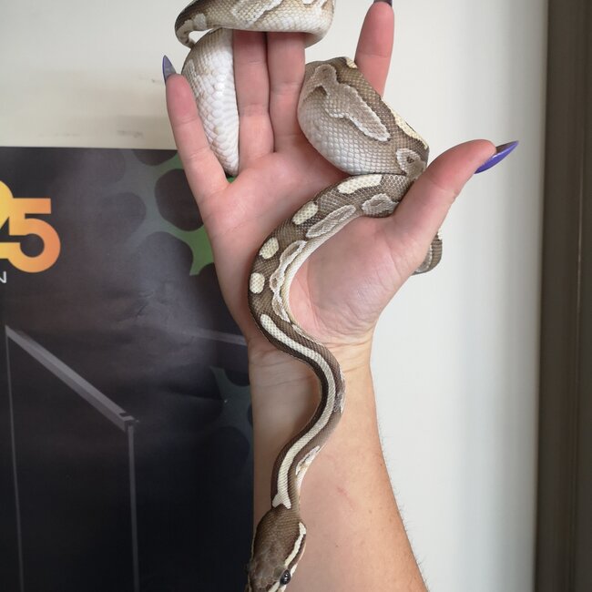 Ball Python 'River' SP