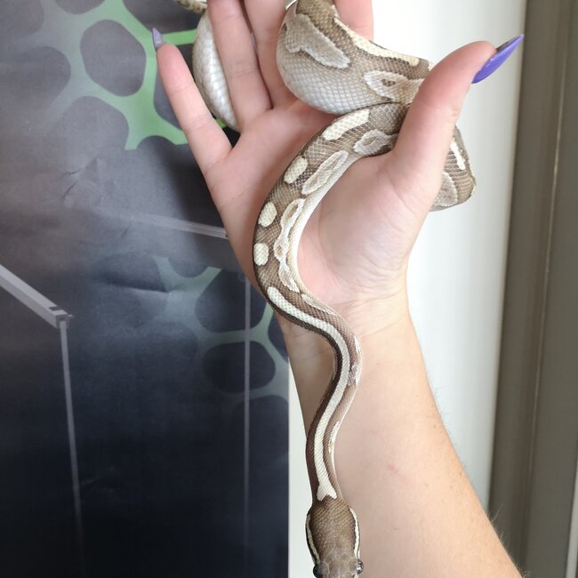 Ball Python 'River' SP