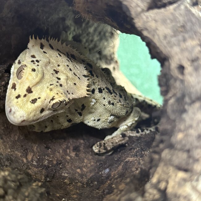 Crested Gecko 'Carl' Dalmatian Male SP