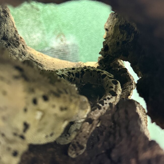 Crested Gecko 'Carl' Dalmatian Male SP