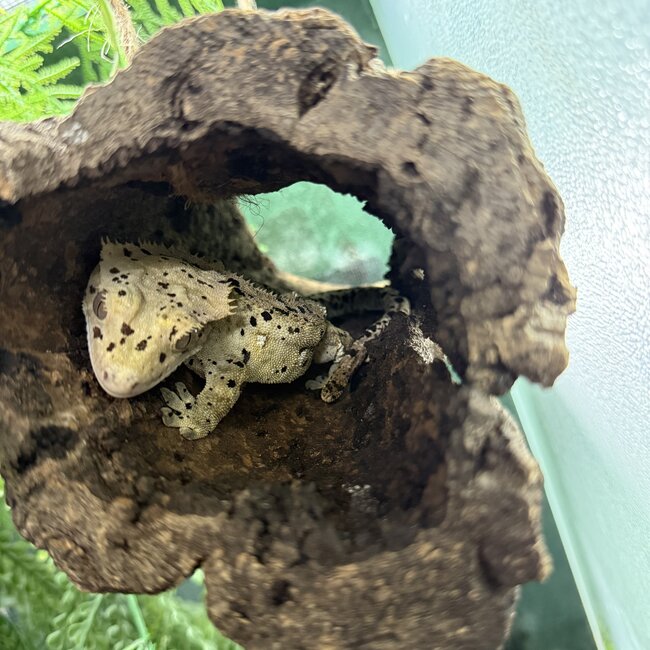 Crested Gecko 'Carl' Dalmatian Male SP