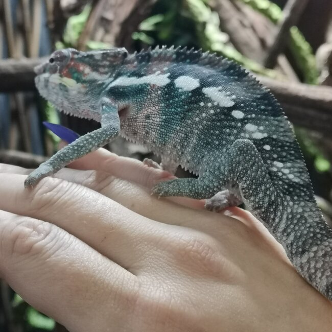 Panther Chameleon Ambilobe Male