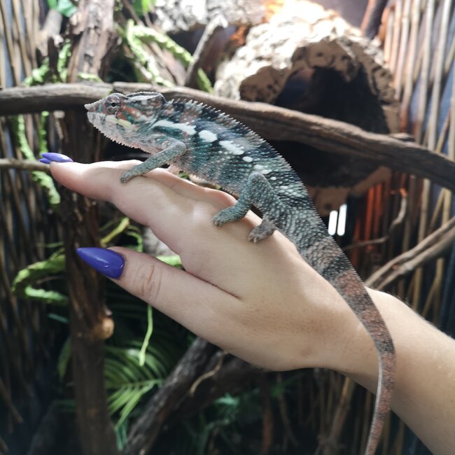 Panther Chameleon Ambilobe Male