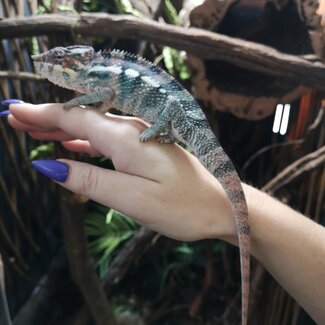 Panther Chameleon Ambilobe Male