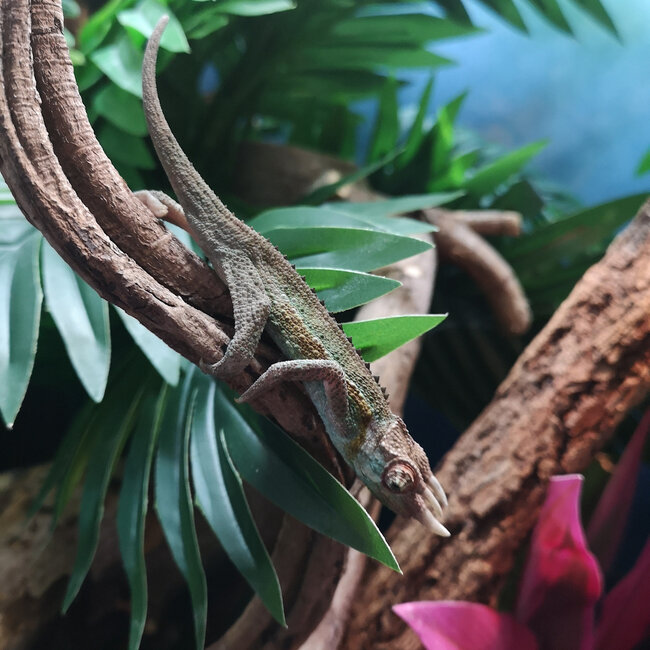 Rainbow Jackson Chameleon Male CB