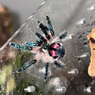 Typhochlaena seladonia Brazilian Jewel 1/4″ Tarantula