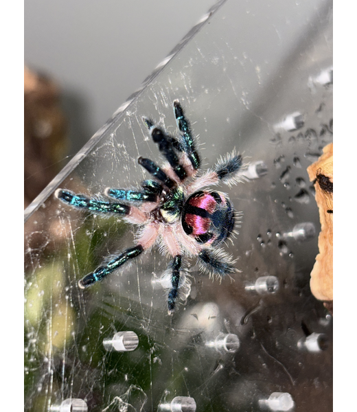Typhochlaena seladonia Brazilian Jewel 1/4″ Tarantula