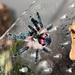 Typhochlaena seladonia Brazilian Jewel 1/4″ Tarantula