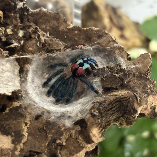 Typhochlaena seladonia Brazilian Jewel 1/4″ Tarantula