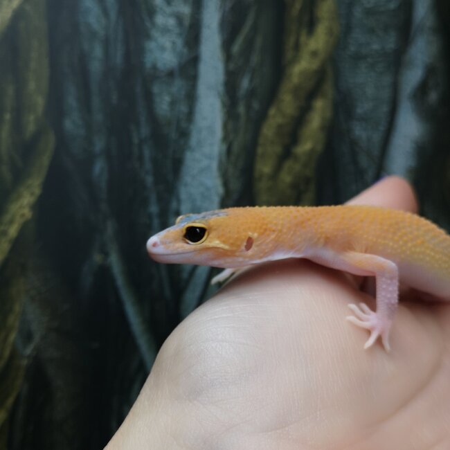 Eclipse Leopard Gecko