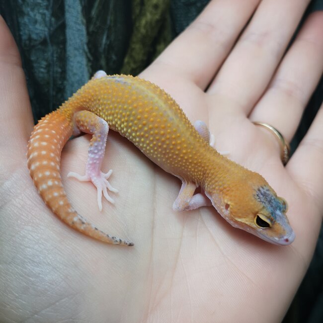 Eclipse Leopard Gecko