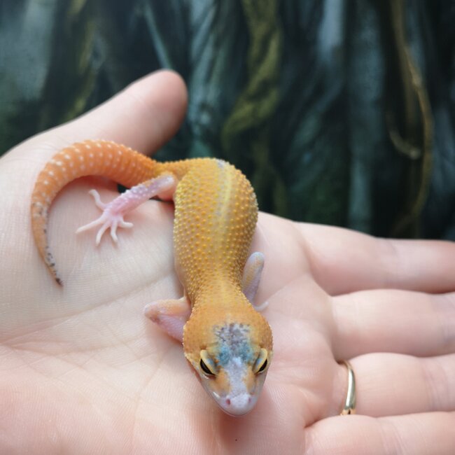 Eclipse Leopard Gecko