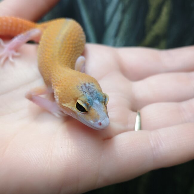 Eclipse Leopard Gecko