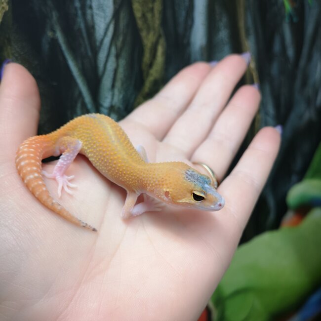 Eclipse Leopard Gecko