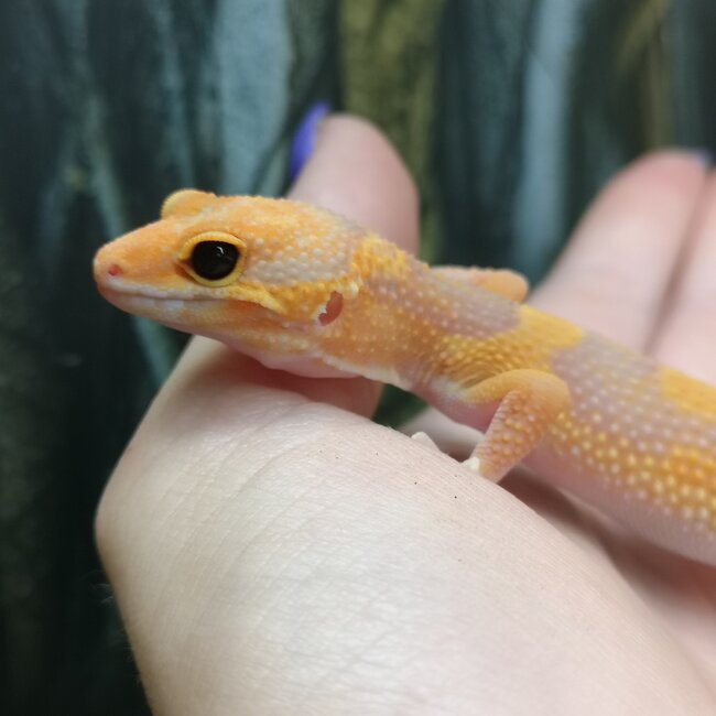 Blue Eye Amber Leopard Gecko