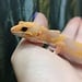 Blue Eye Amber Leopard Gecko