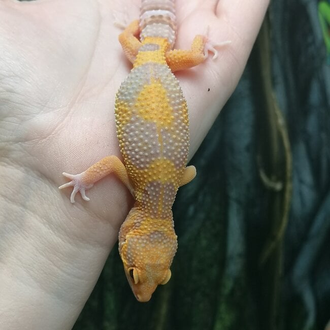 Blue Eye Amber Leopard Gecko